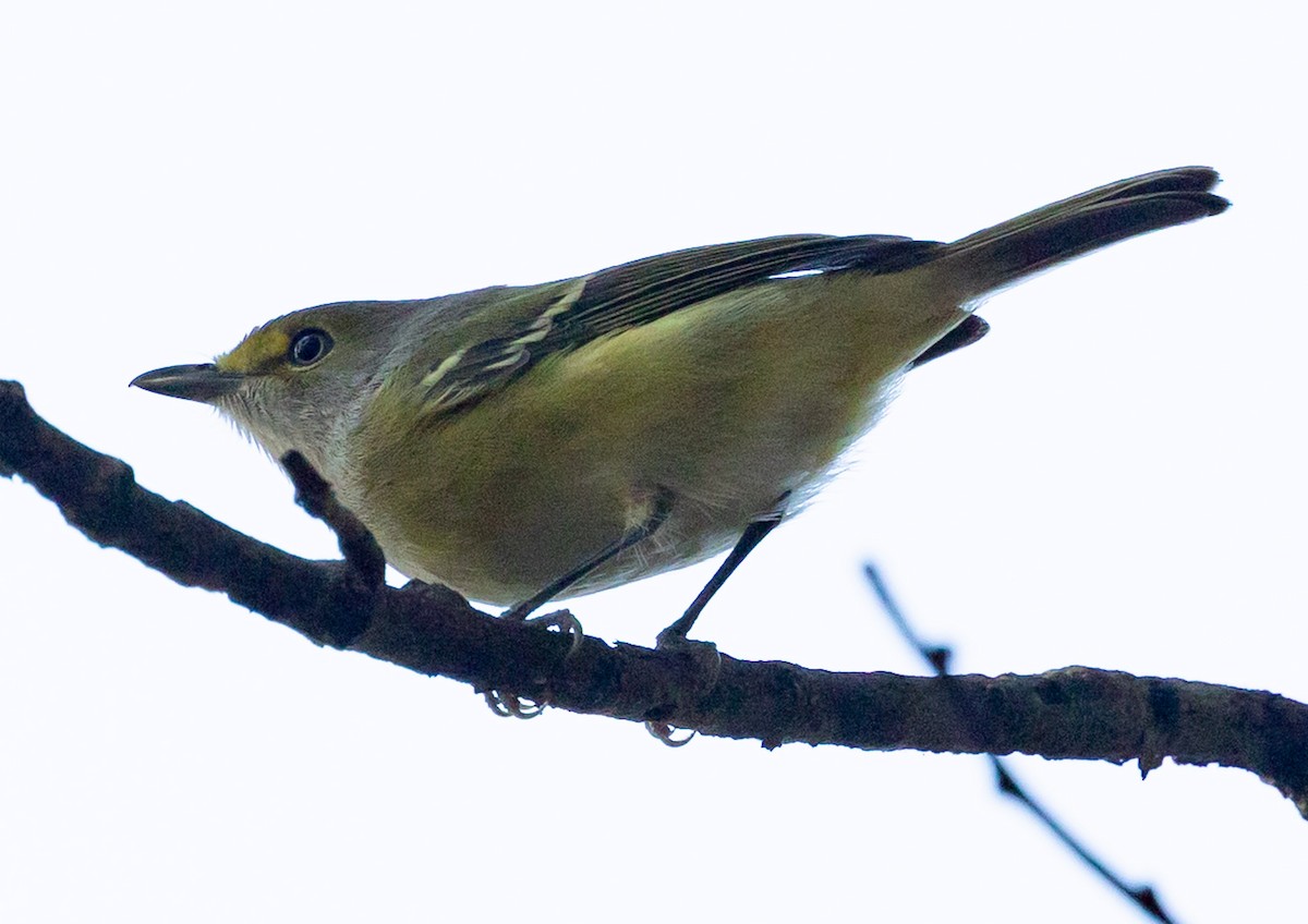 White-eyed Vireo - ML644587398