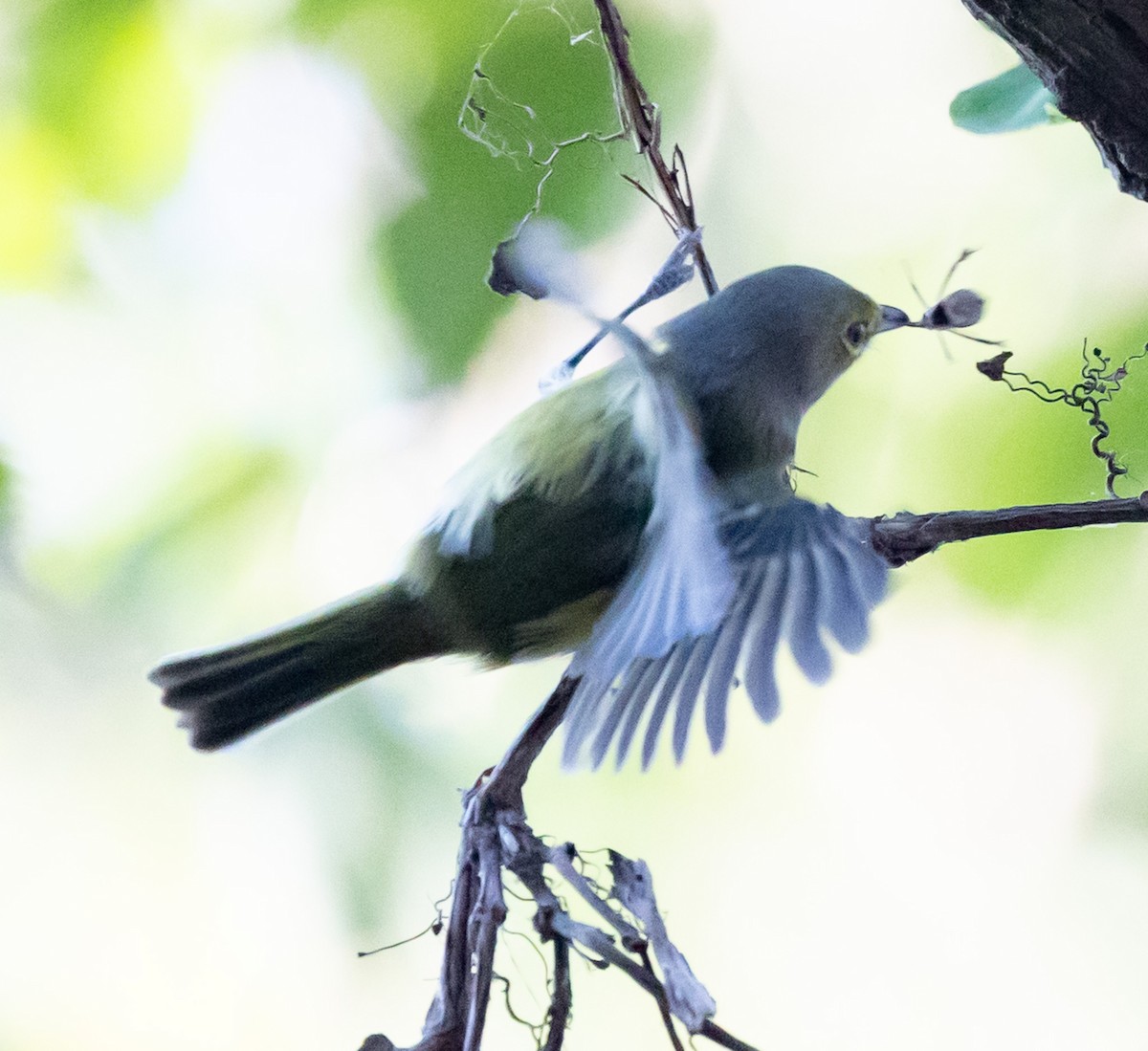 White-eyed Vireo - ML644587399