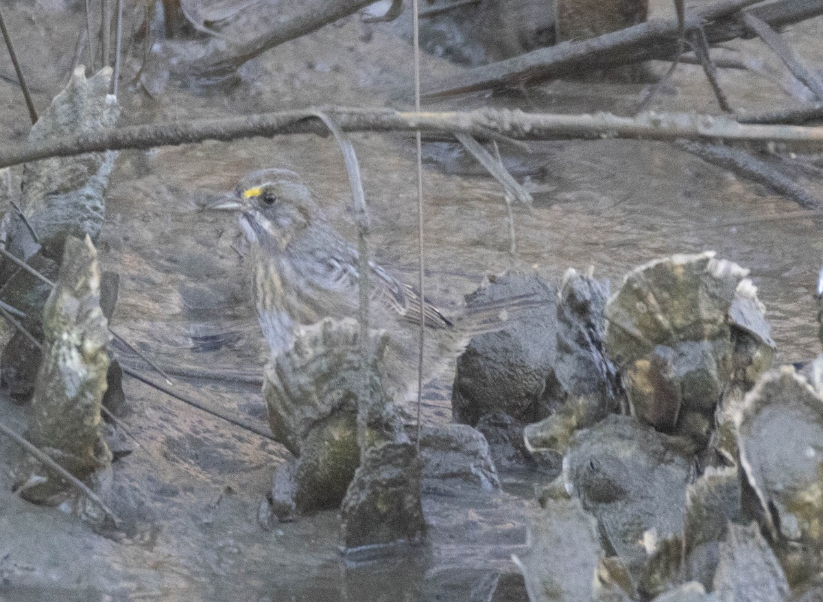 Seaside Sparrow - ML644587401