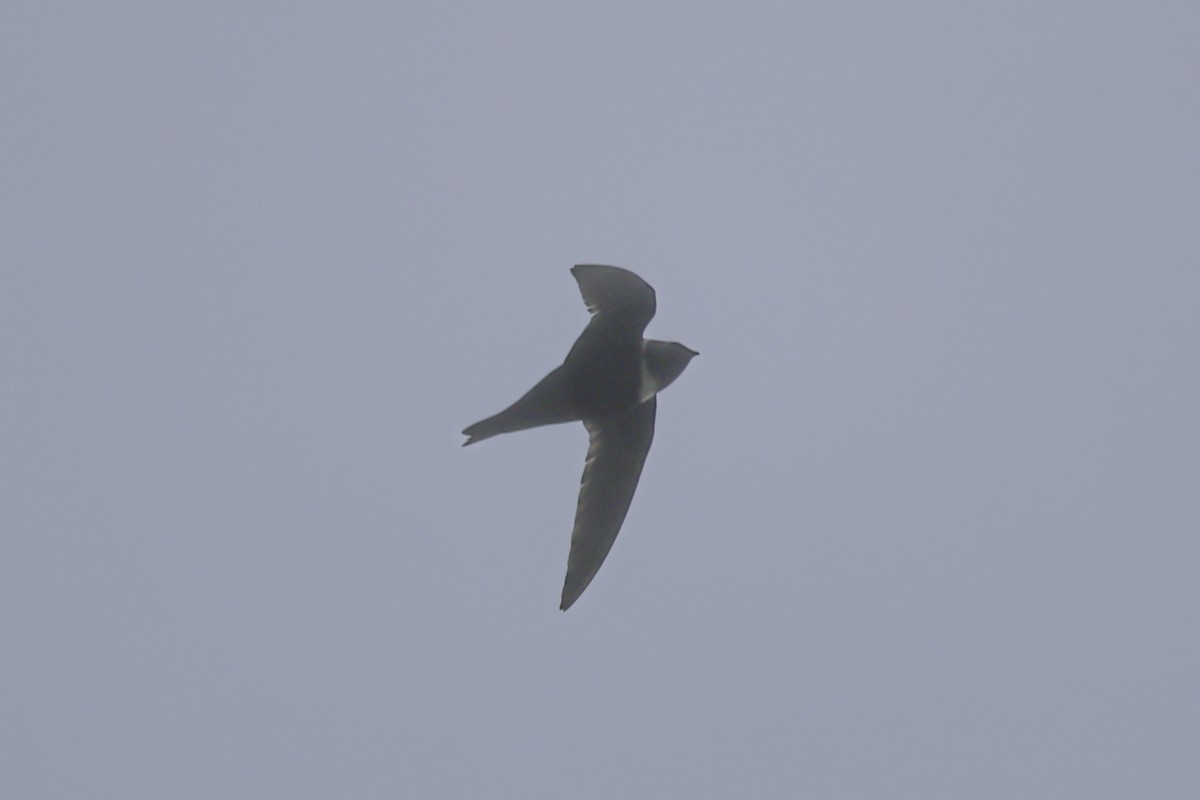 Vencejo Acollarado - ML644587406