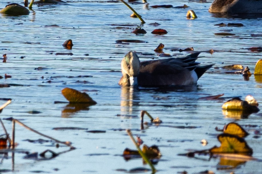Свищ американський - ML644587408