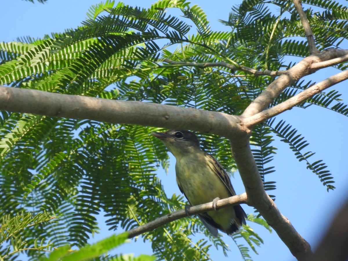 White-winged Becard - ML644587409