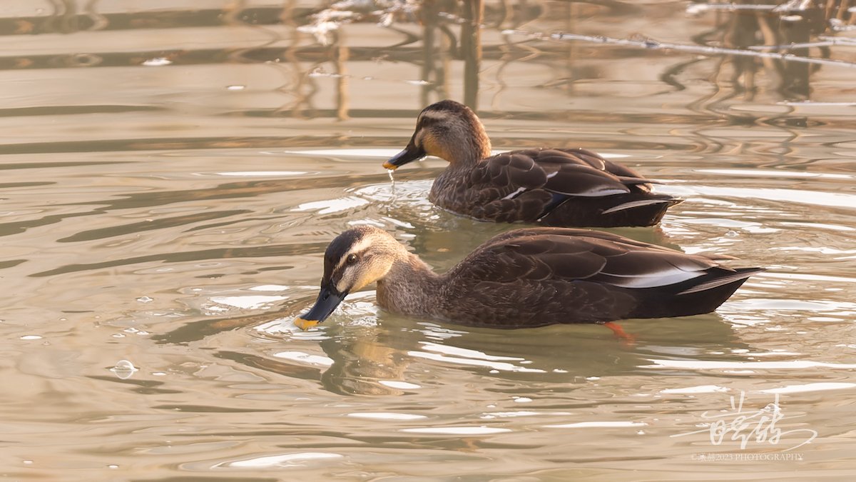 Зэрлэгшир нугас - ML644587410