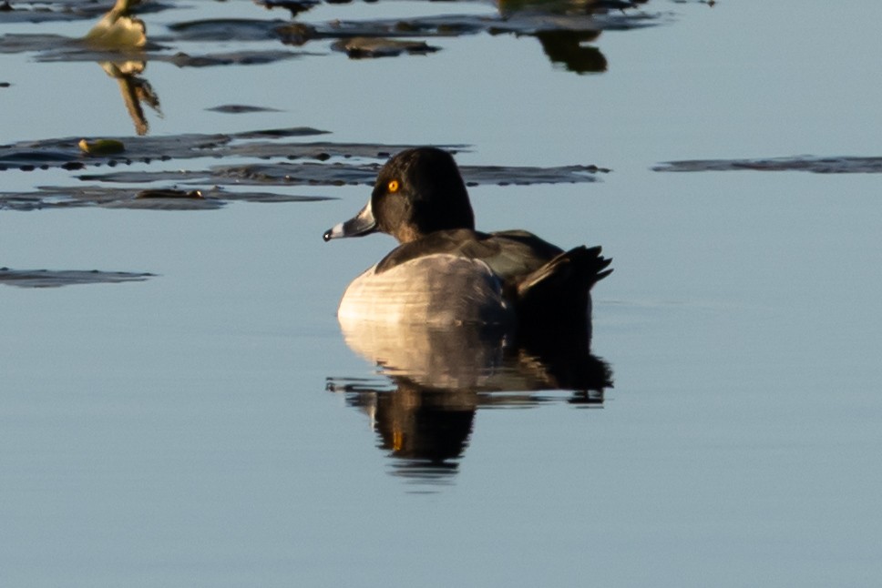 Ring-necked Duck - ML644587417