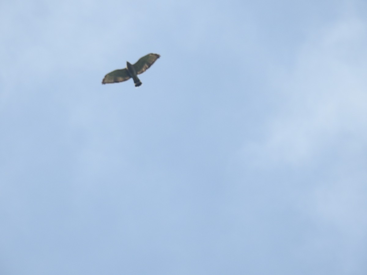 Busardo Aliancho - ML644587429