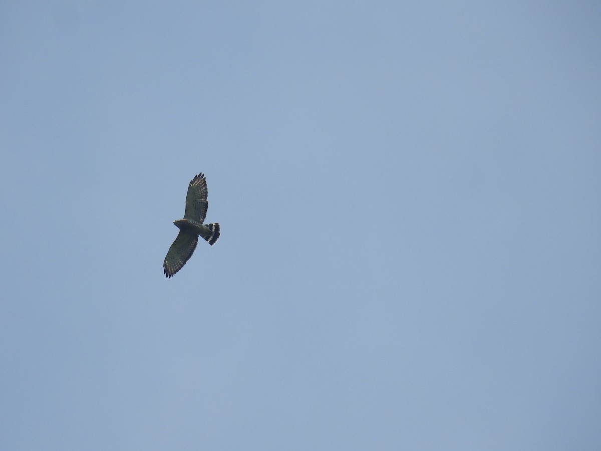 Busardo Aliancho - ML644587431