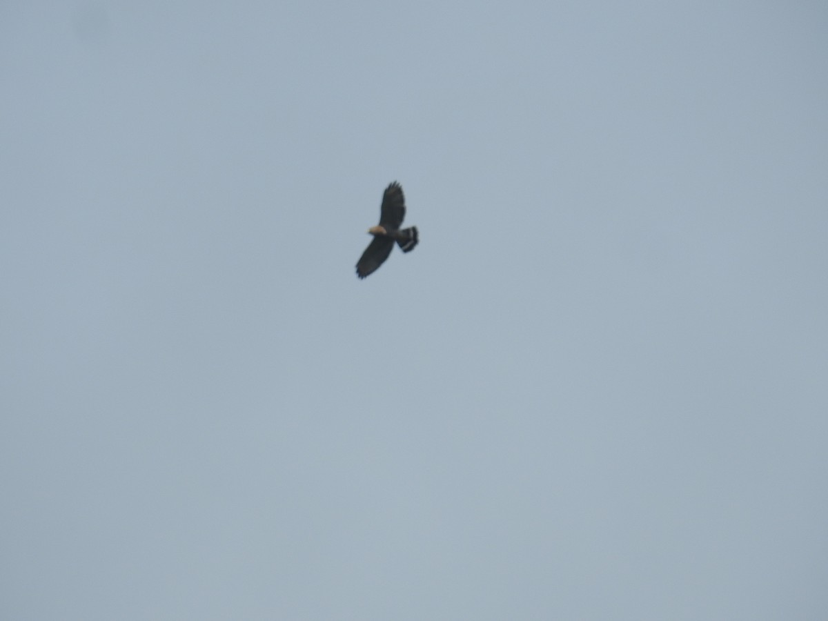 Busardo Aliancho - ML644587434