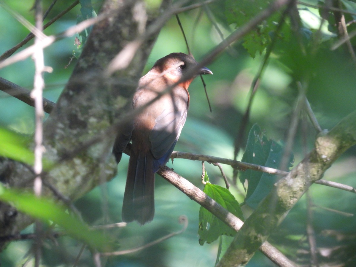 Red-throated Ant-Tanager - ML644587435