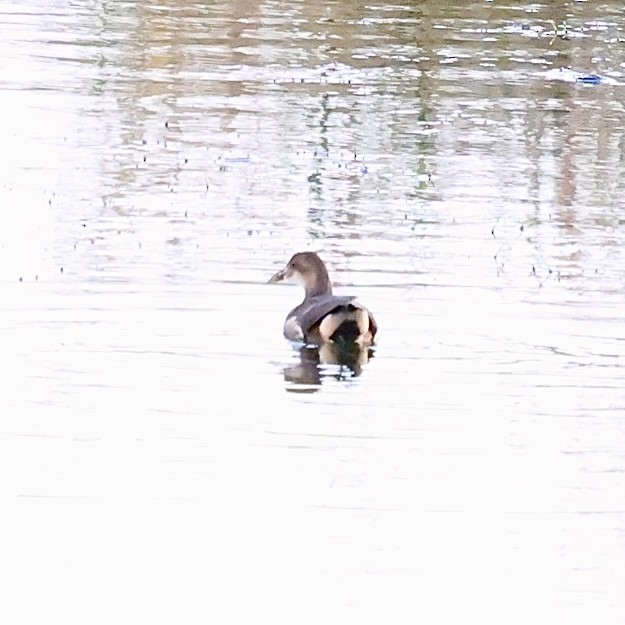 Eurasian Moorhen - ML644587436