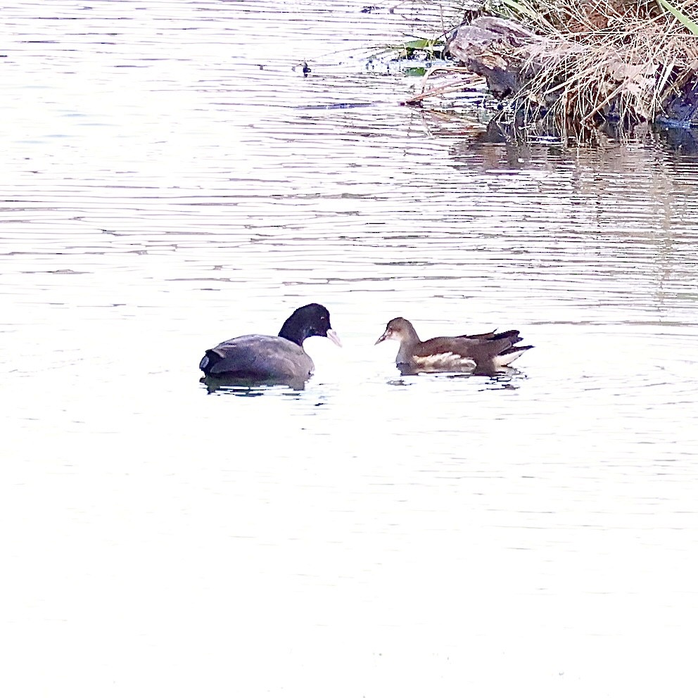 Eurasian Moorhen - ML644587437
