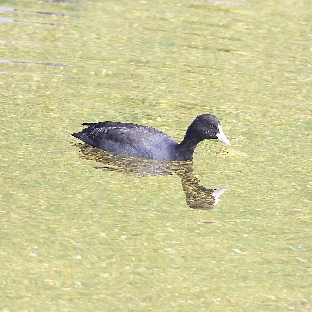 Eurasian Coot - ML644587444