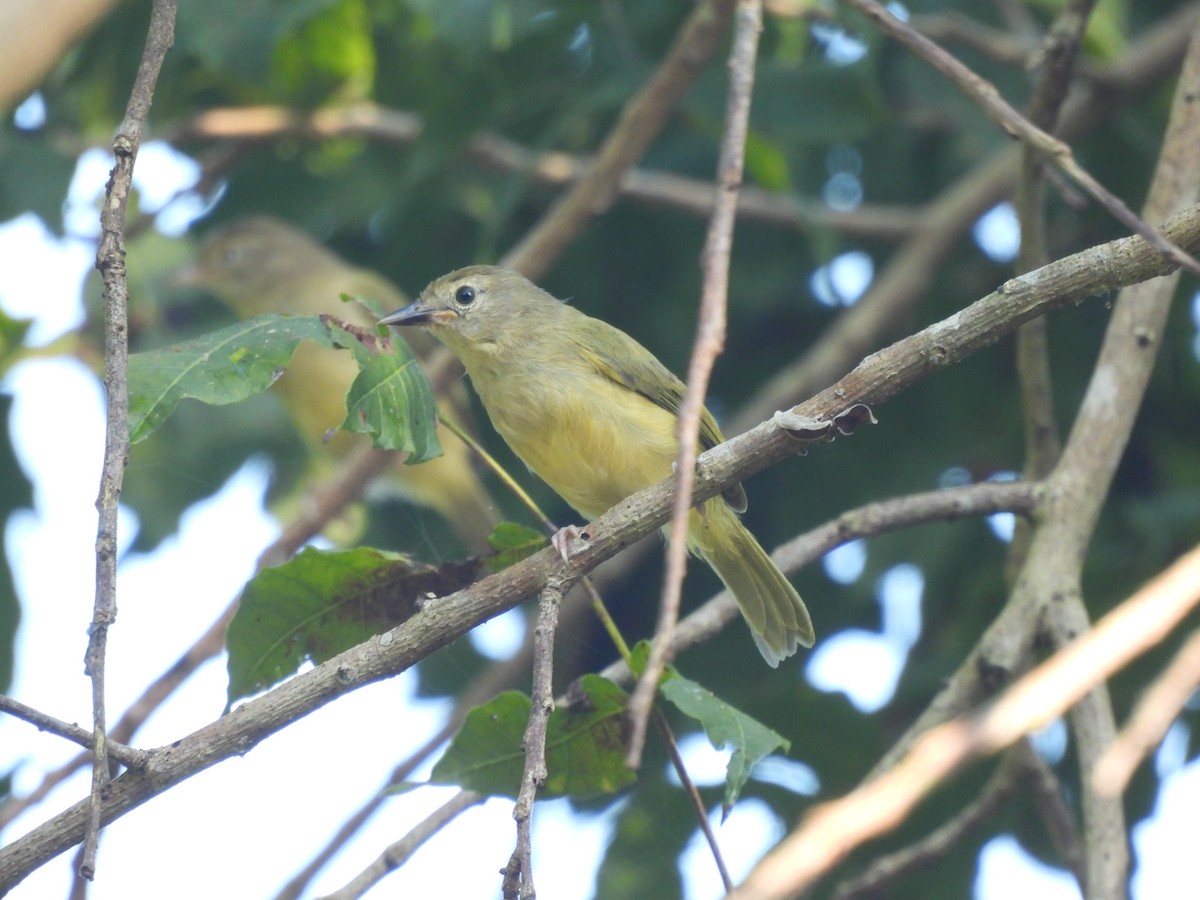 Scrub Greenlet - ML644587445