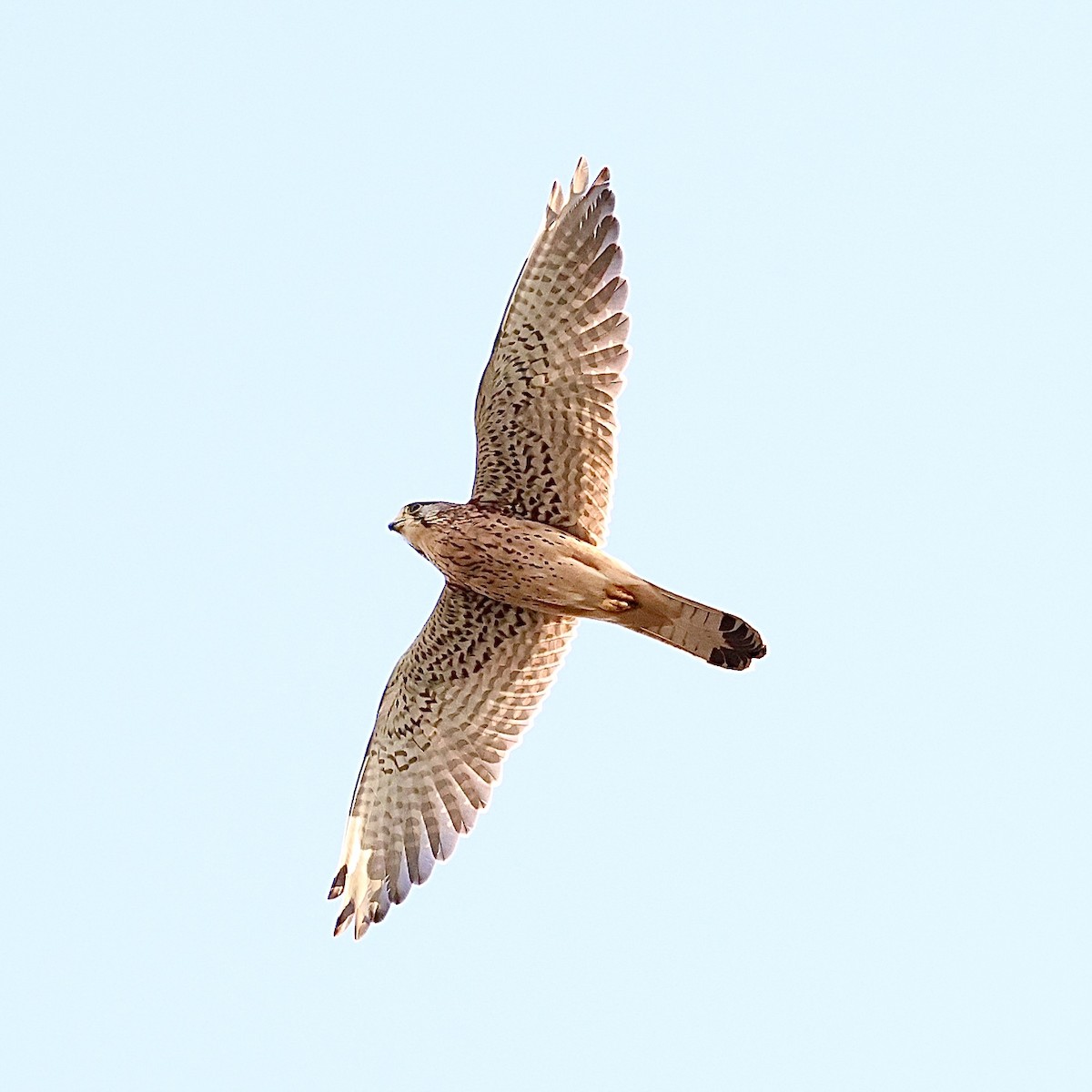 Eurasian Kestrel - ML644587448