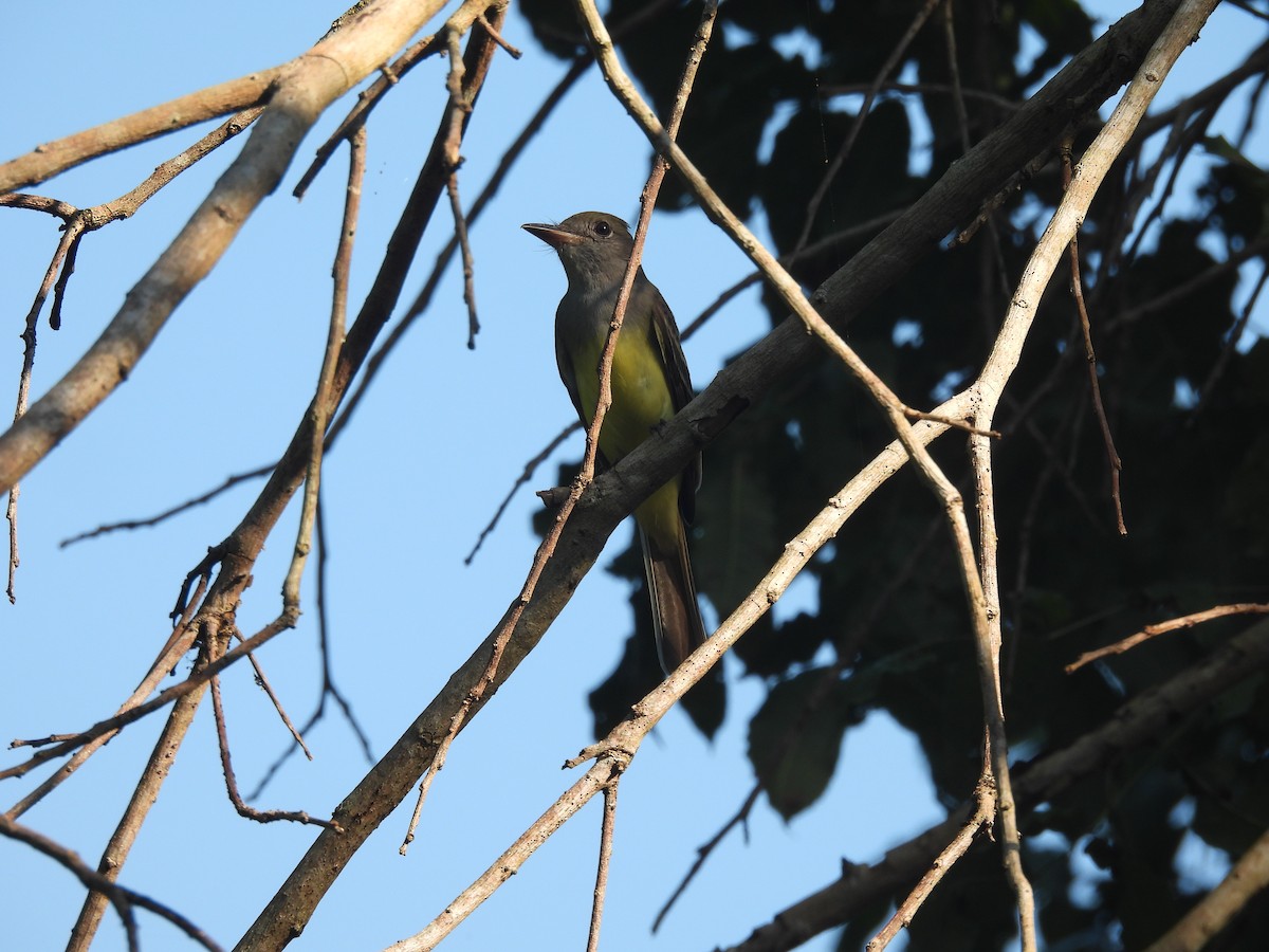 Great Crested Flycatcher - ML644587449