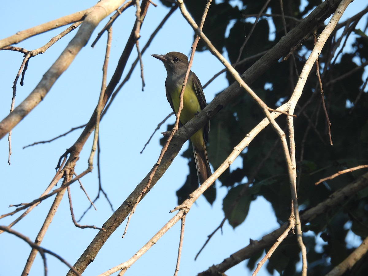 Great Crested Flycatcher - ML644587450