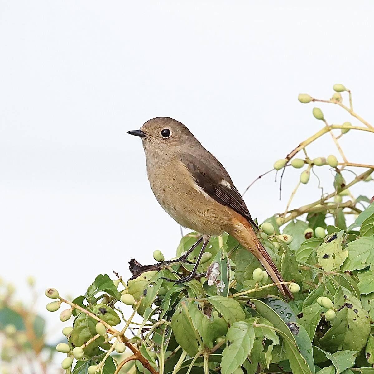 Daurian Redstart - ML644587453