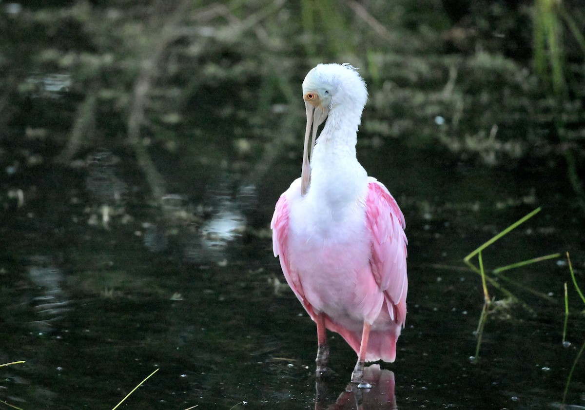 Mokozabal arrosa - ML644587456