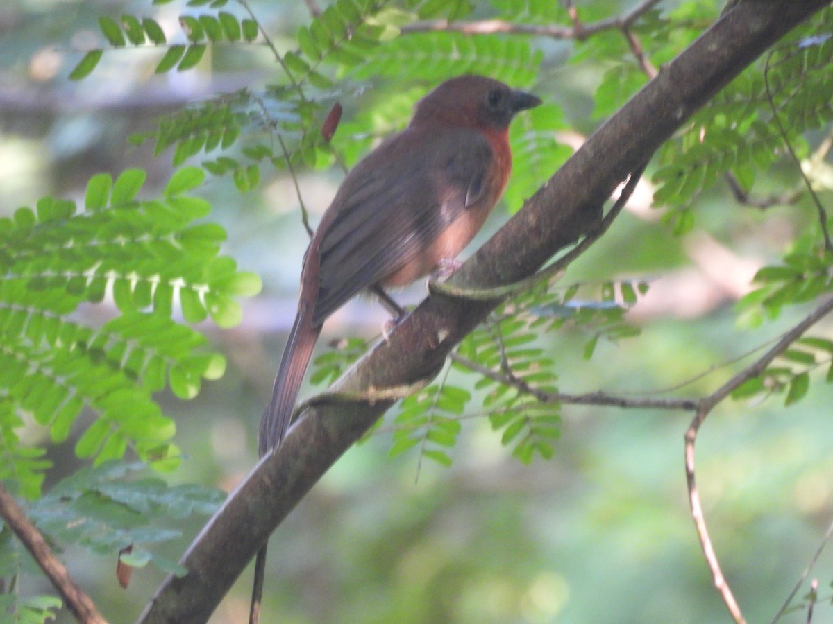 Red-throated Ant-Tanager - ML644587460