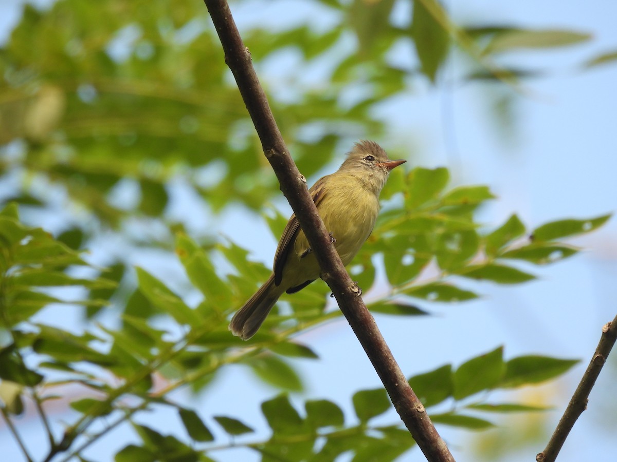 Southern Beardless-Tyrannulet - ML644587473