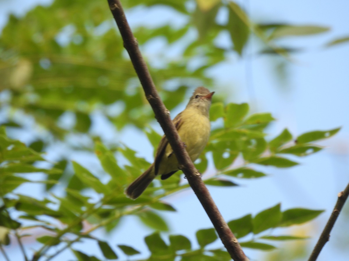 Southern Beardless-Tyrannulet - ML644587474