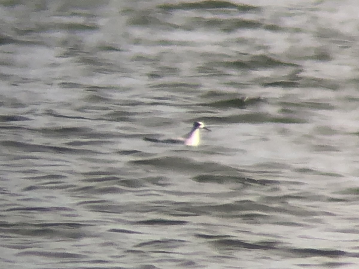 Red Phalarope - ML644587475