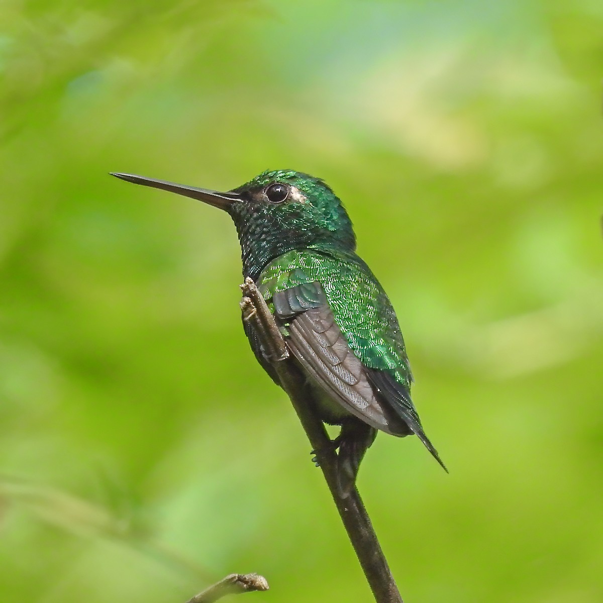 Красноклювый изумруд - ML644587480