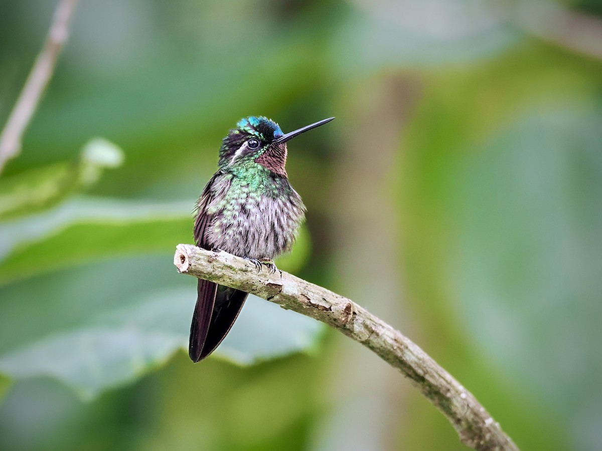 Mor Gerdanlı Dağmücevheri - ML644587485