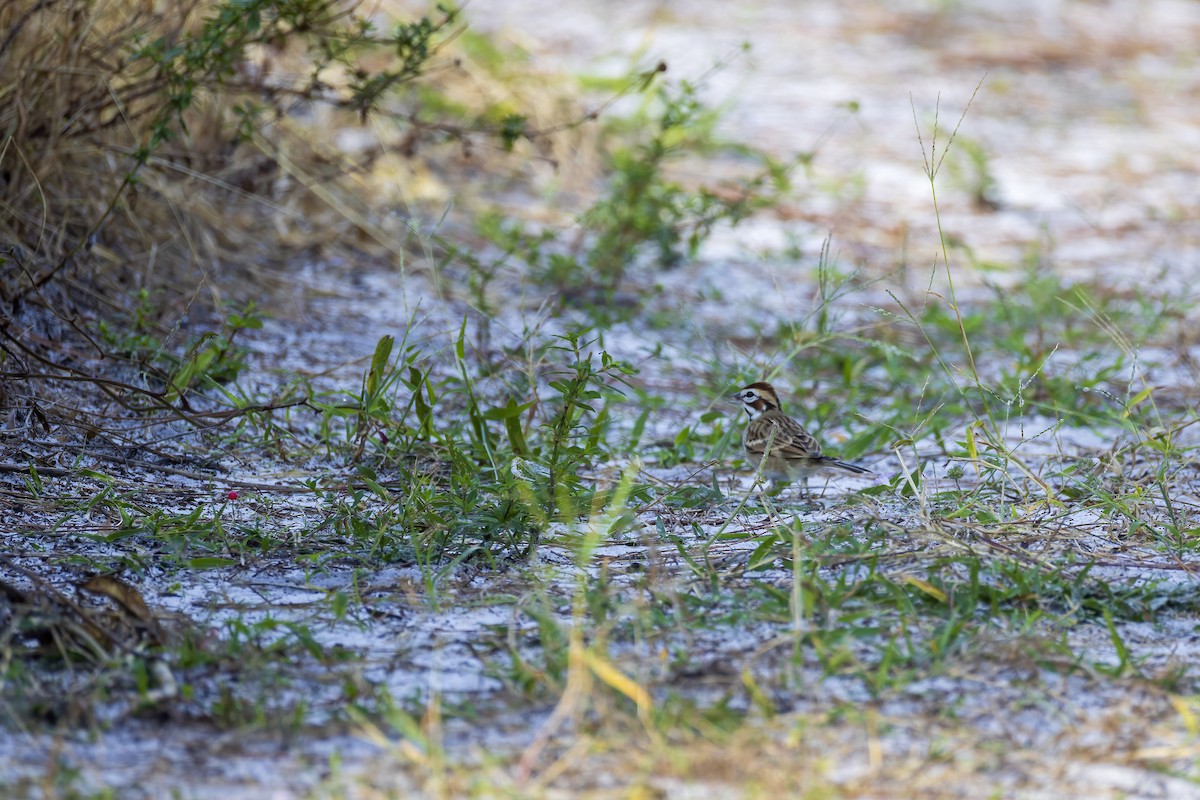 Lark Sparrow - ML644587487