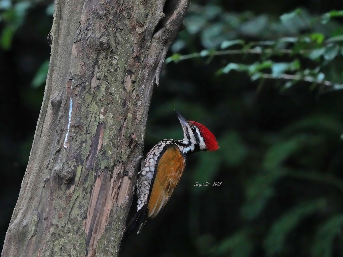 Common Flameback - ML644587488