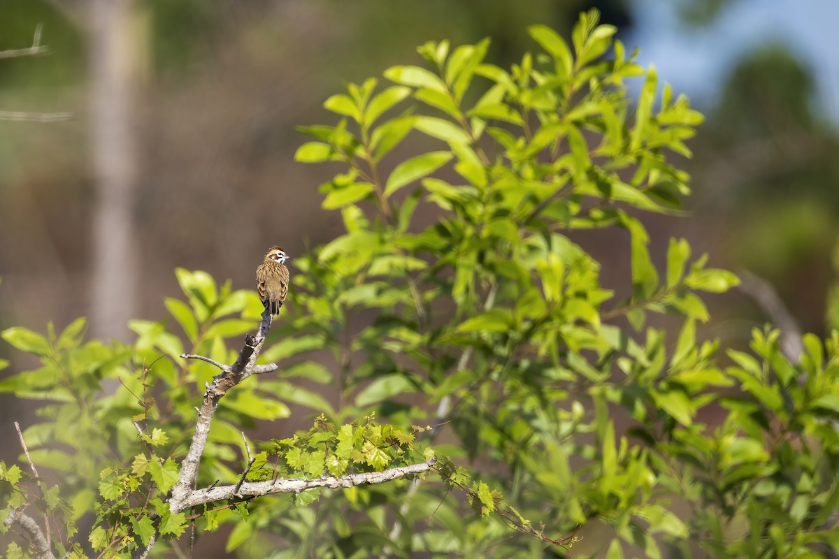 Lark Sparrow - ML644587491