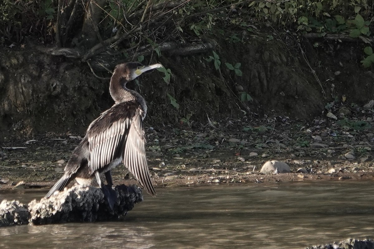 Kormoran - ML644587492