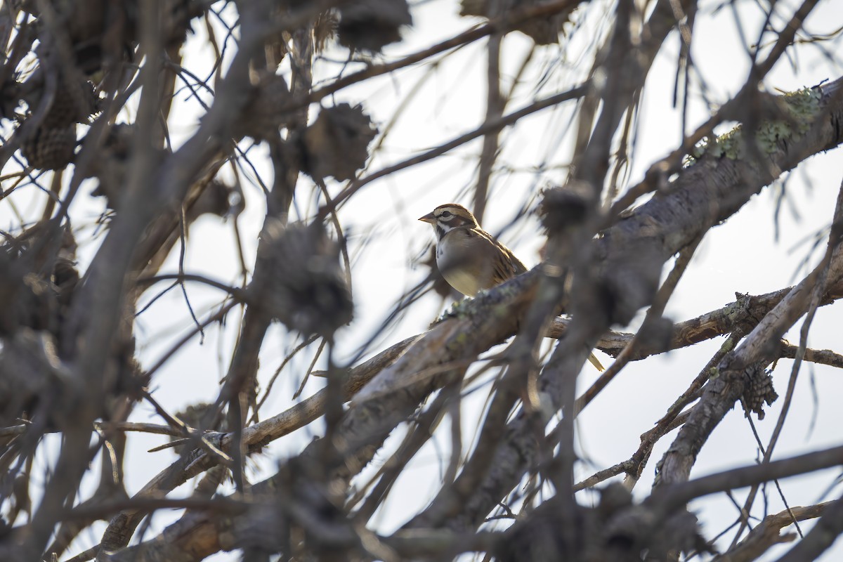 Lark Sparrow - ML644587493