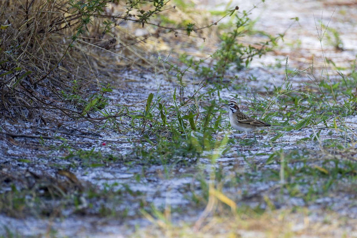 Lark Sparrow - ML644587494