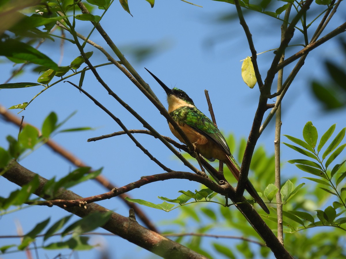 Rufous-tailed Jacamar - ML644587495