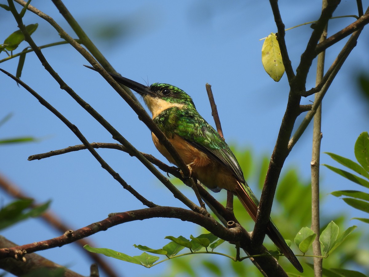Rufous-tailed Jacamar - ML644587496