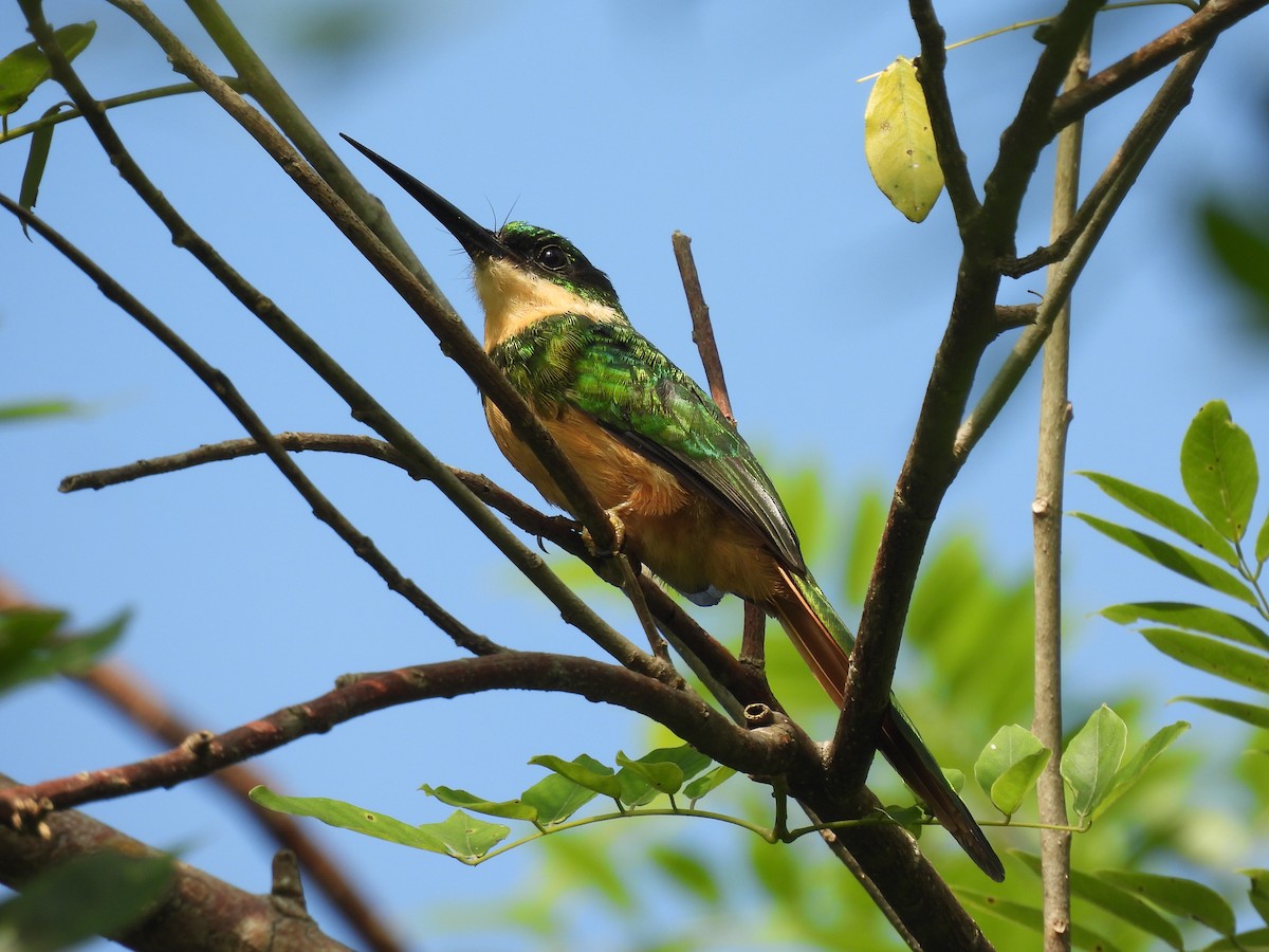 Rufous-tailed Jacamar - ML644587497