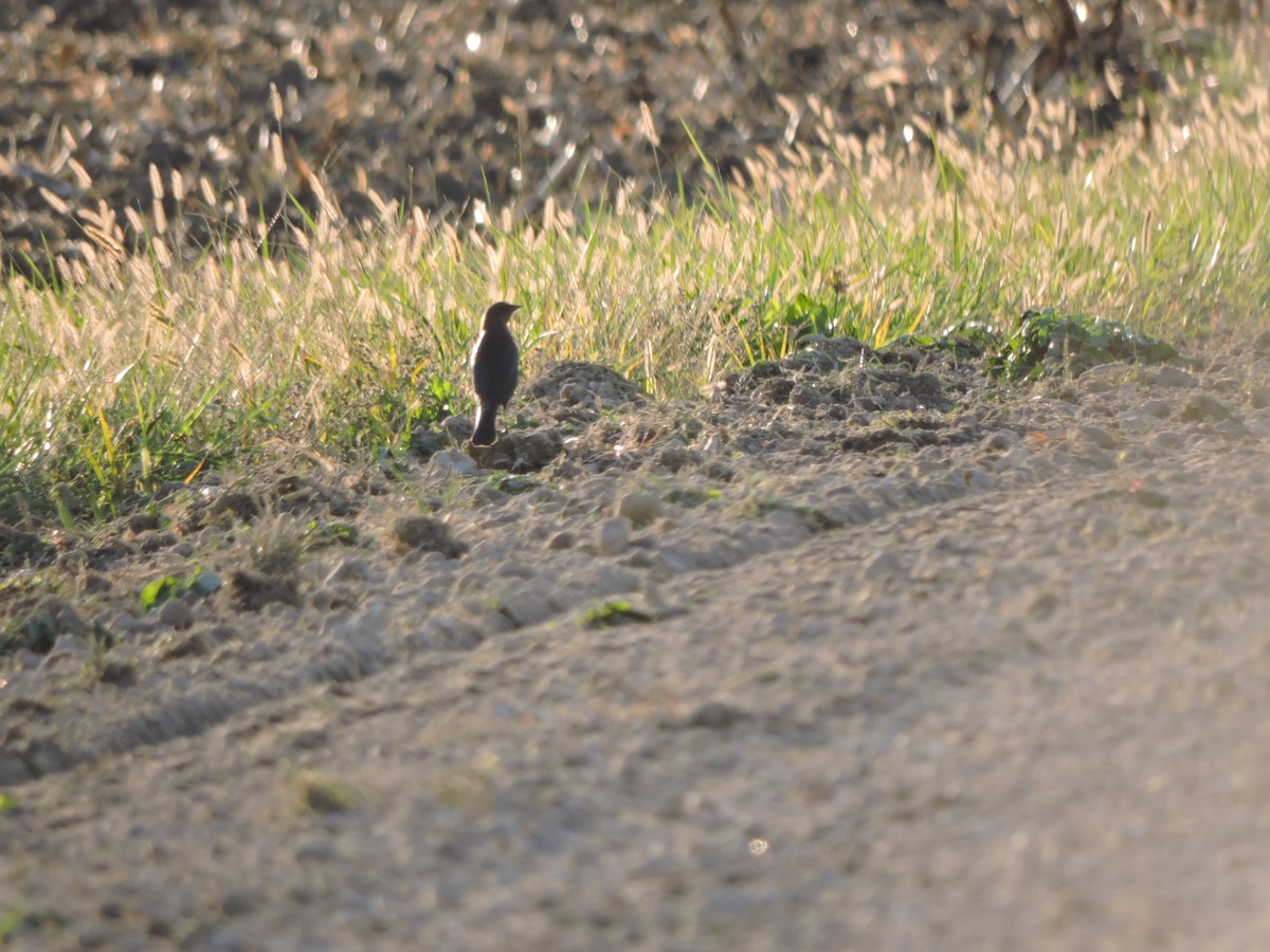 Brewer's Blackbird - ML644587499