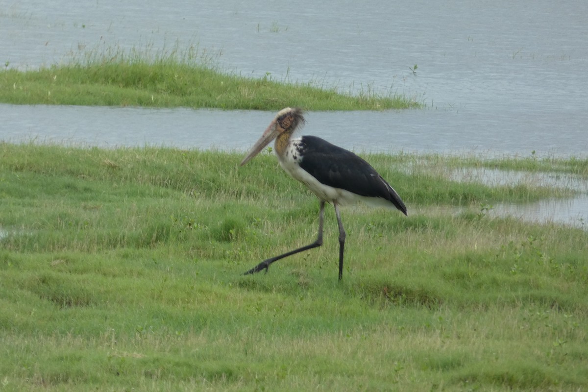 Lesser Adjutant - ML644587501