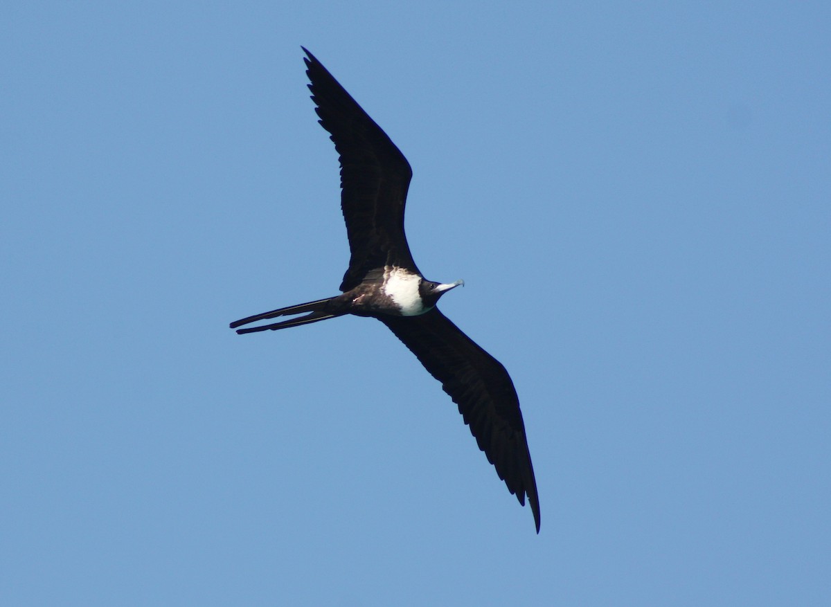 Muhteşem Fregatkuşu - ML644587502