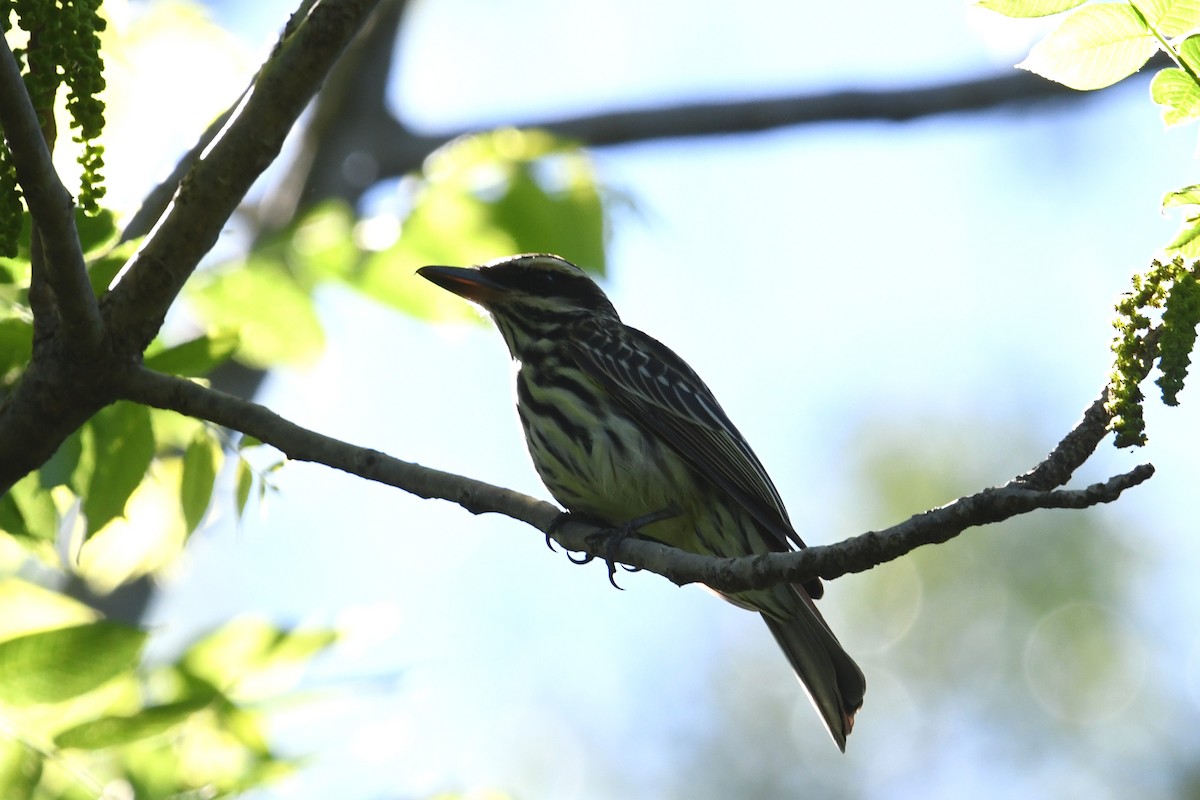 Streaked Flycatcher - ML644587503
