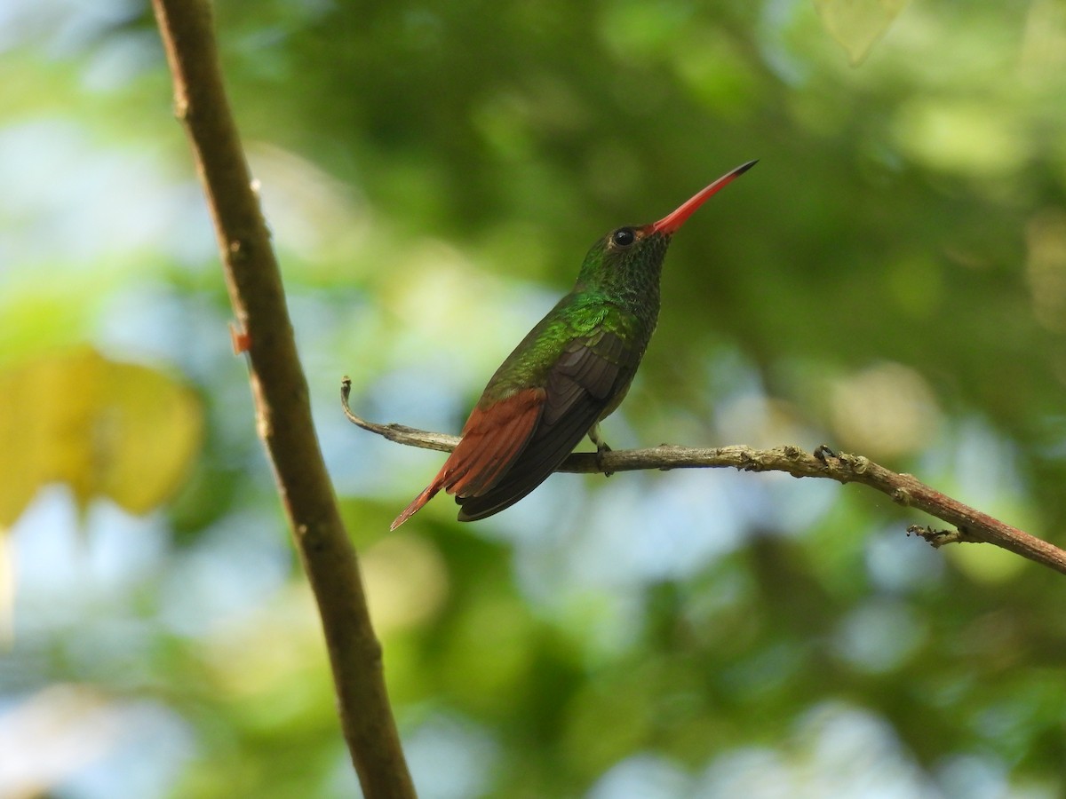 Rufous-tailed Hummingbird - ML644587510