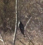 krahujec americký - ML644587516