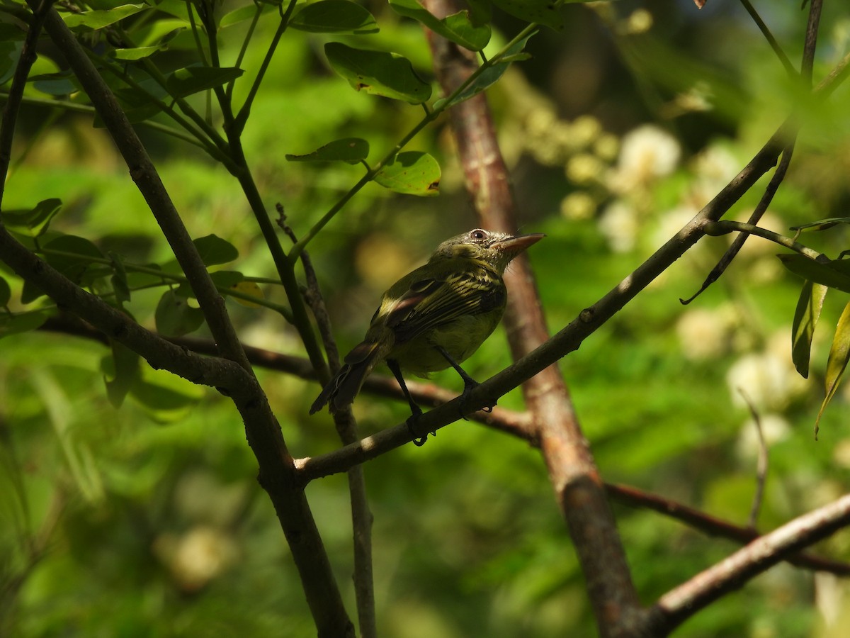Yellow-olive Flatbill - ML644587524