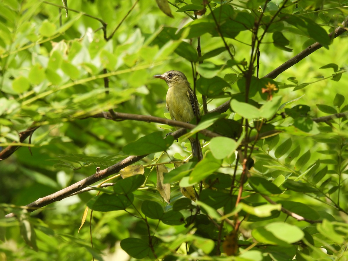 Yellow-olive Flatbill - ML644587525
