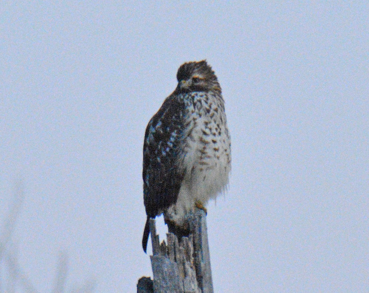 Red-shouldered Hawk - ML644587531