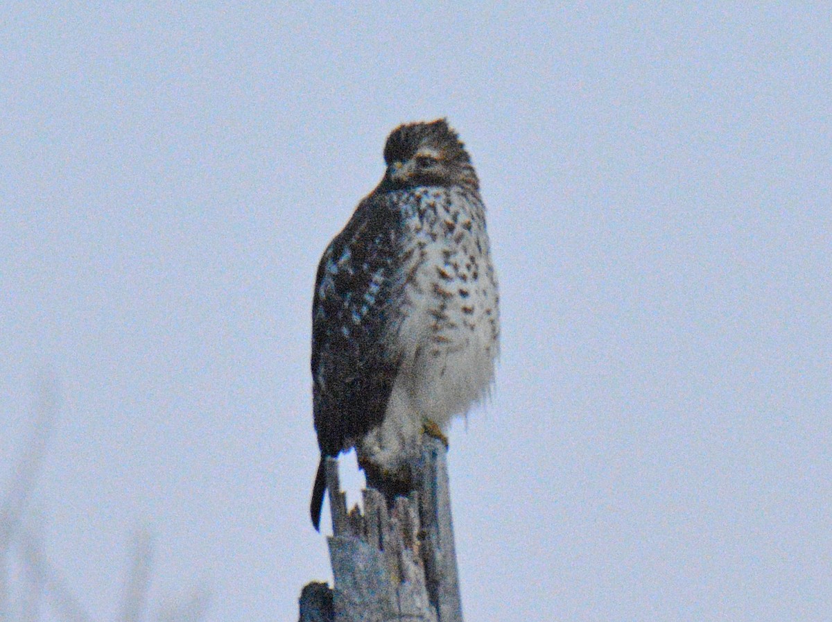 Red-shouldered Hawk - ML644587532