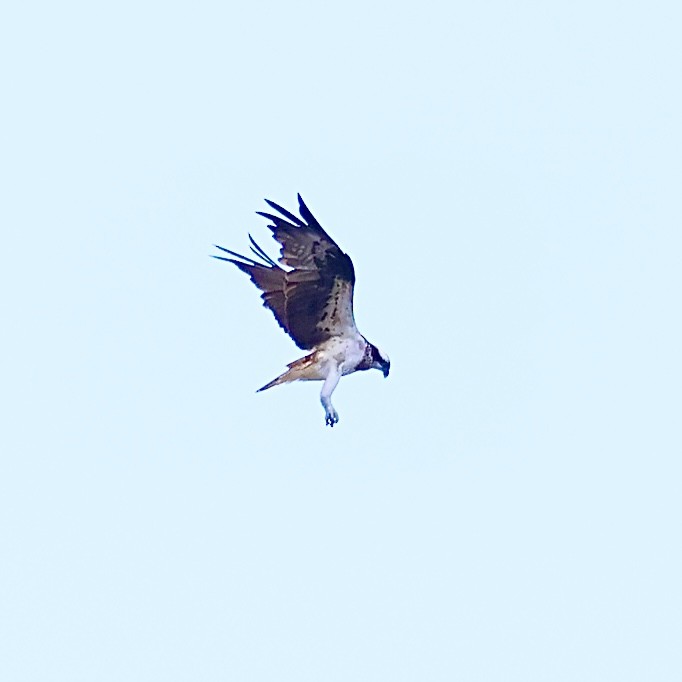Osprey - ML644587535