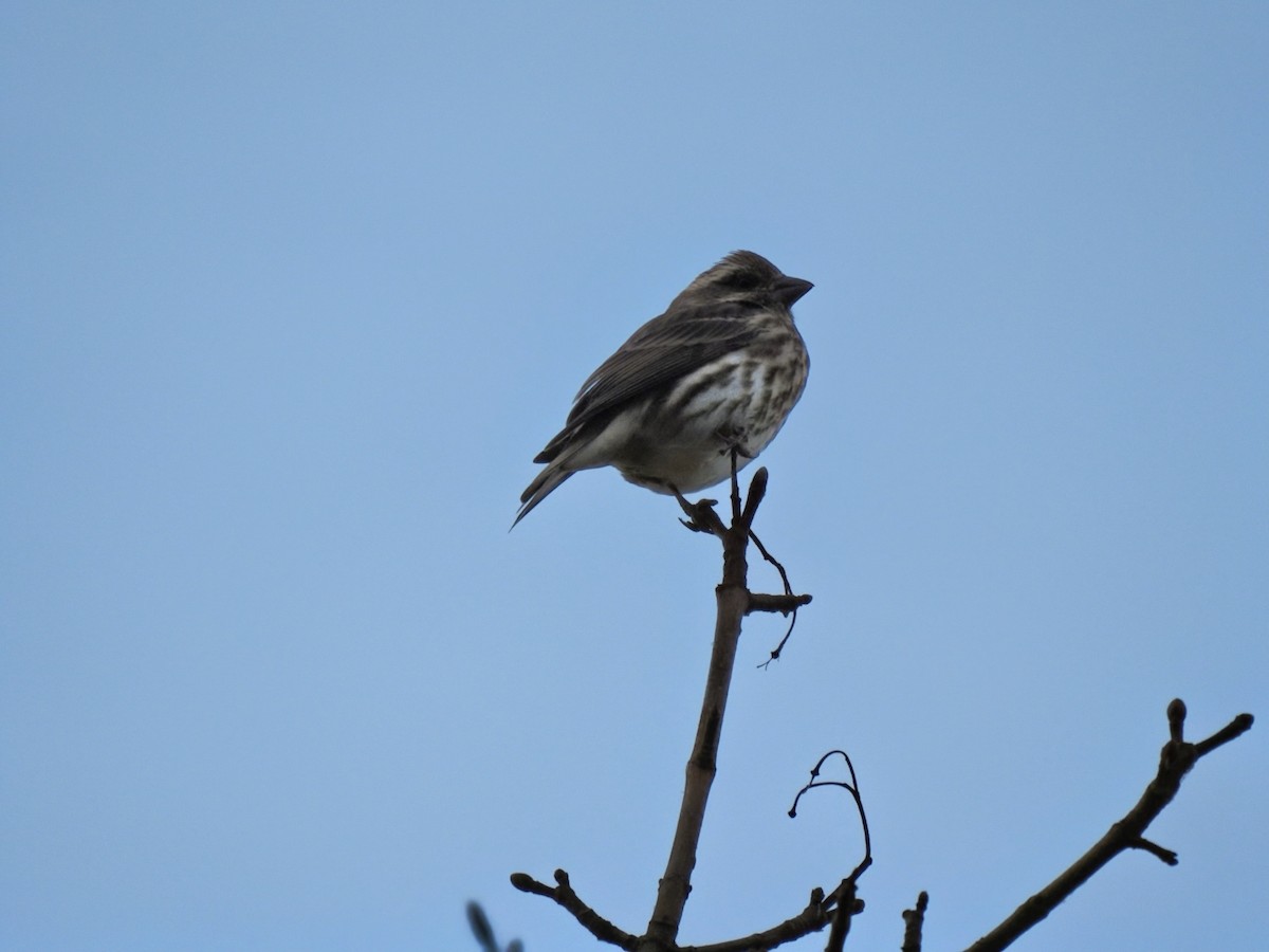 Purple Finch (Eastern) - ML644587537