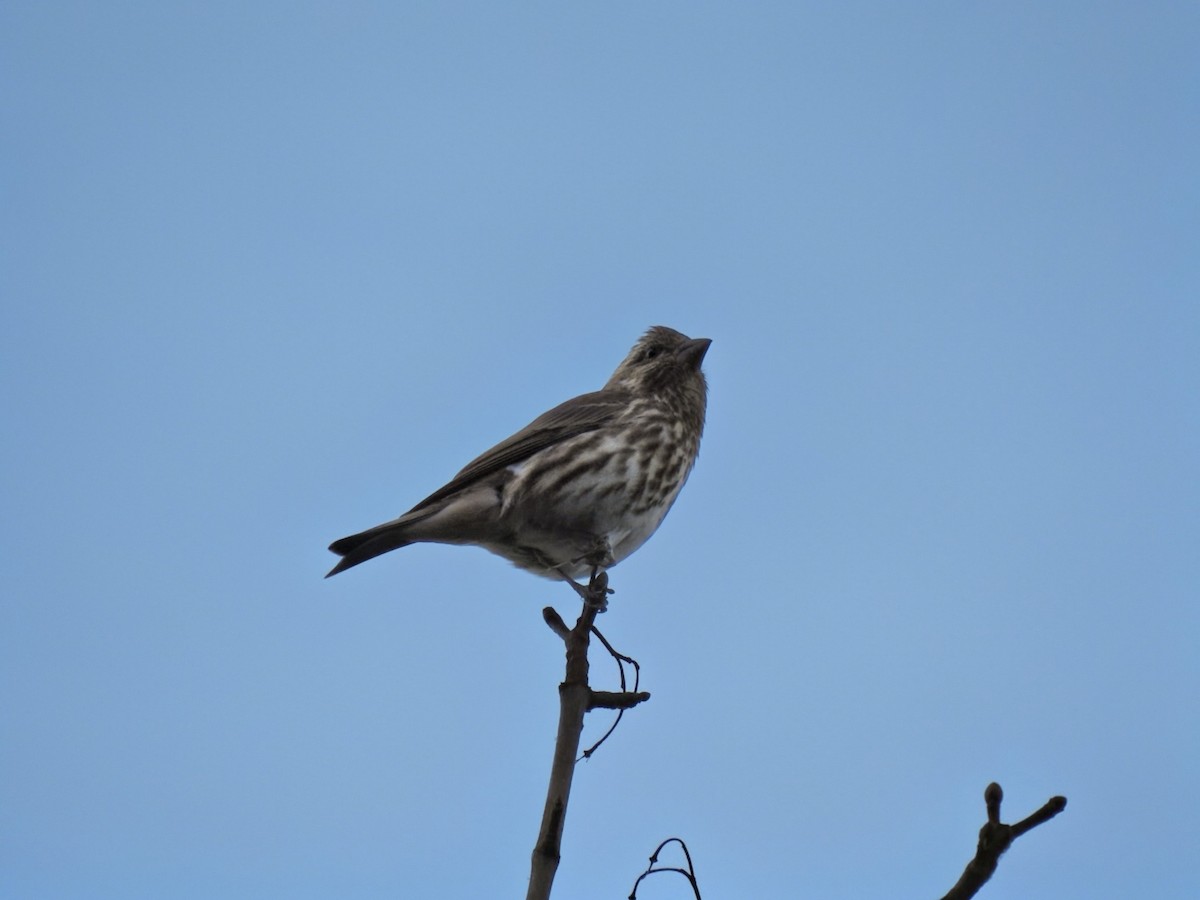 Purple Finch (Eastern) - ML644587538