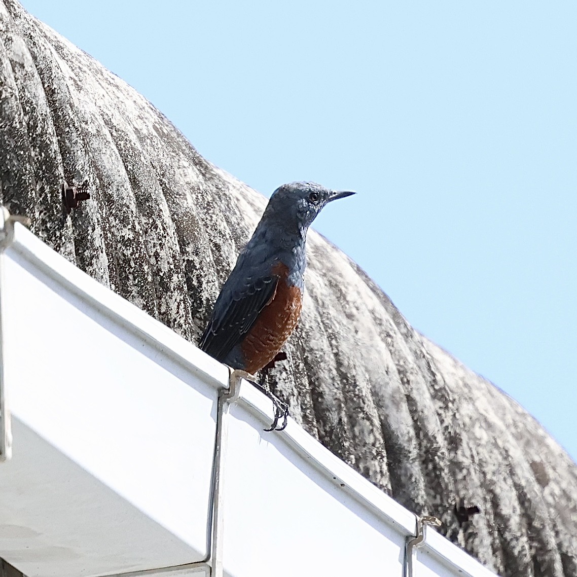 Blue Rock-Thrush - ML644587543